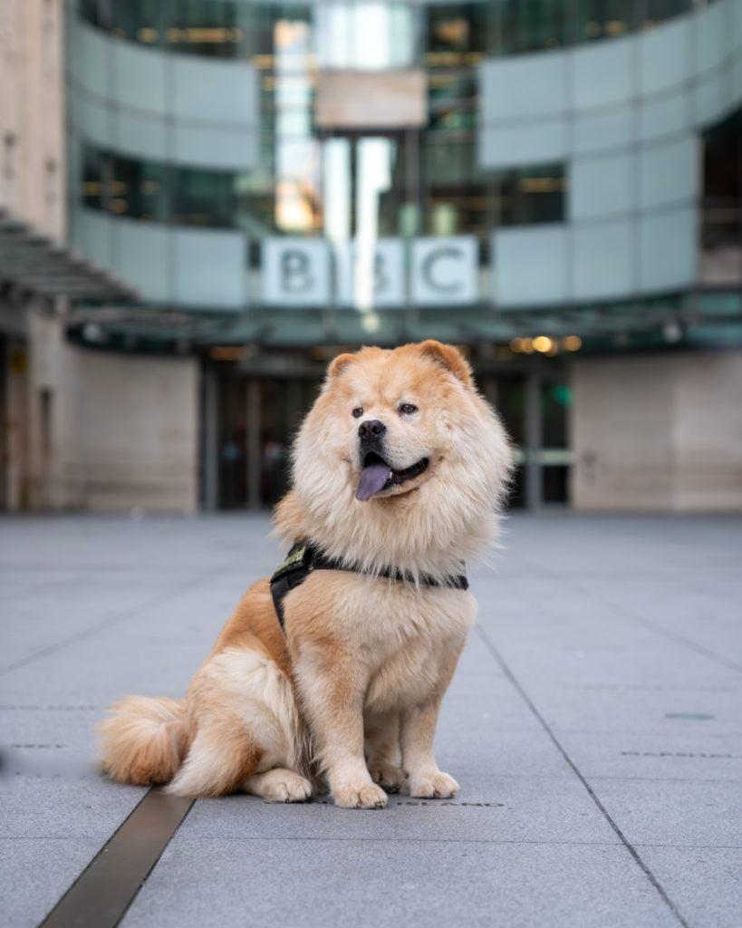 Dog sitting outside the BBC Broadcasting Studio in Portland Place, London, UK